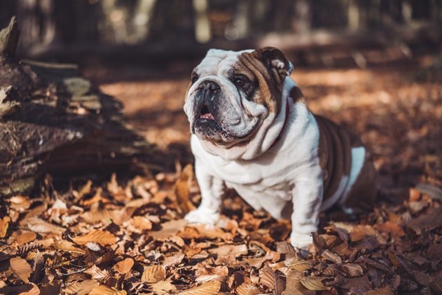 Tudo sobre a raça Bulldog Inglês