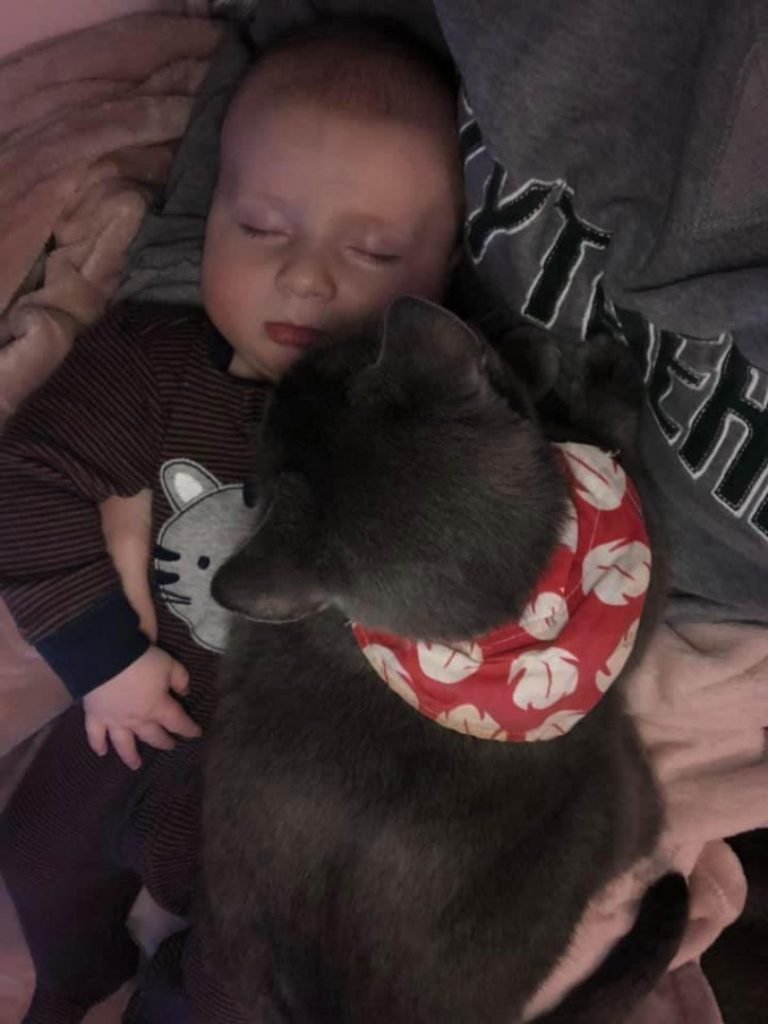 Gato e bebê