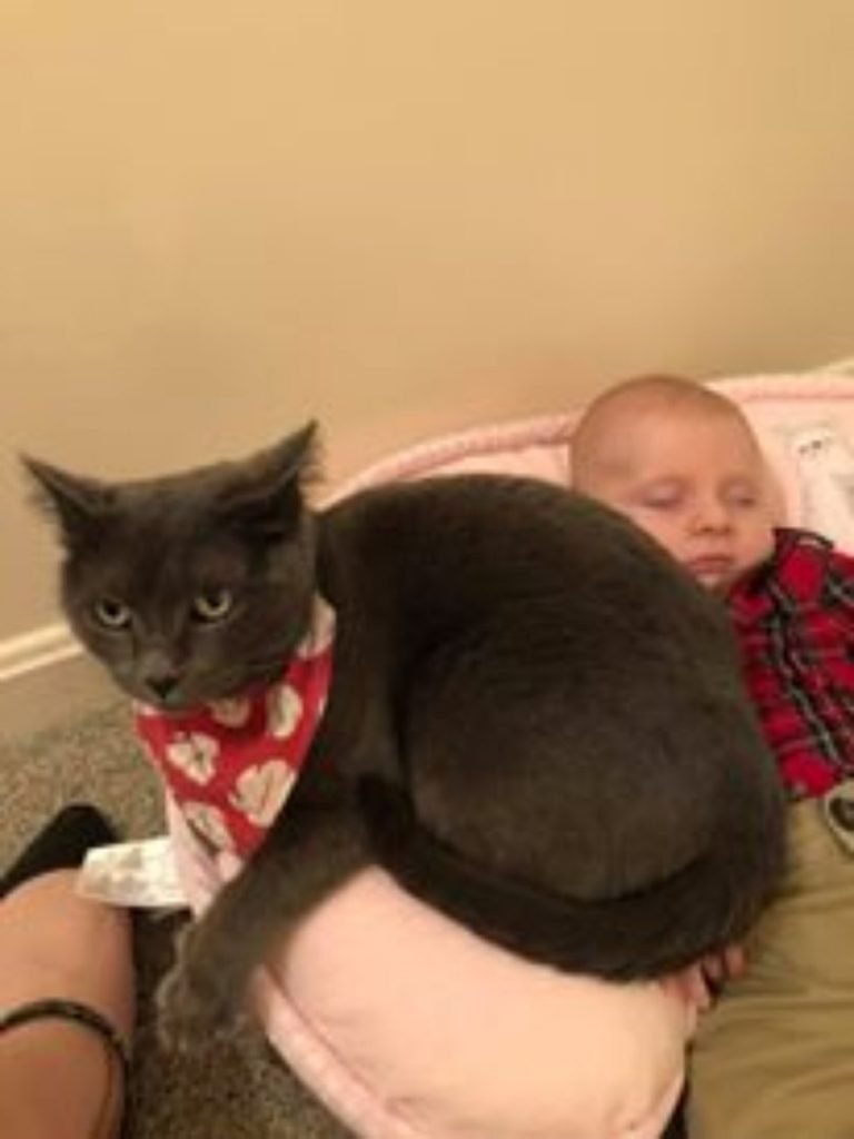 Gato e bebÊ