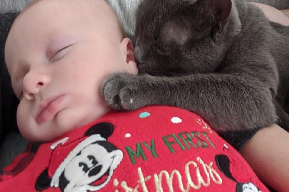 Gato e bebÊ