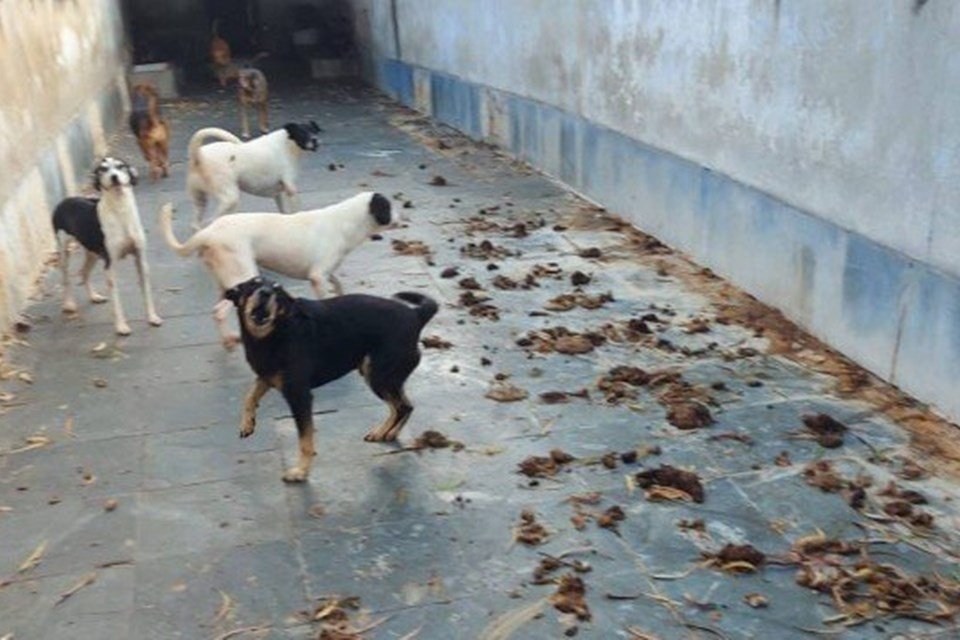 Cachorros são encontrados em situação de maus-tratos