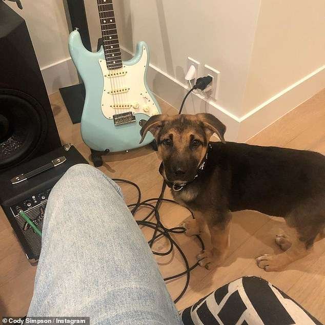 Miley Cyrus adota cãozinho