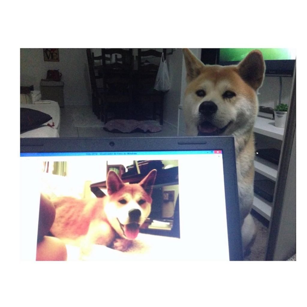 akita