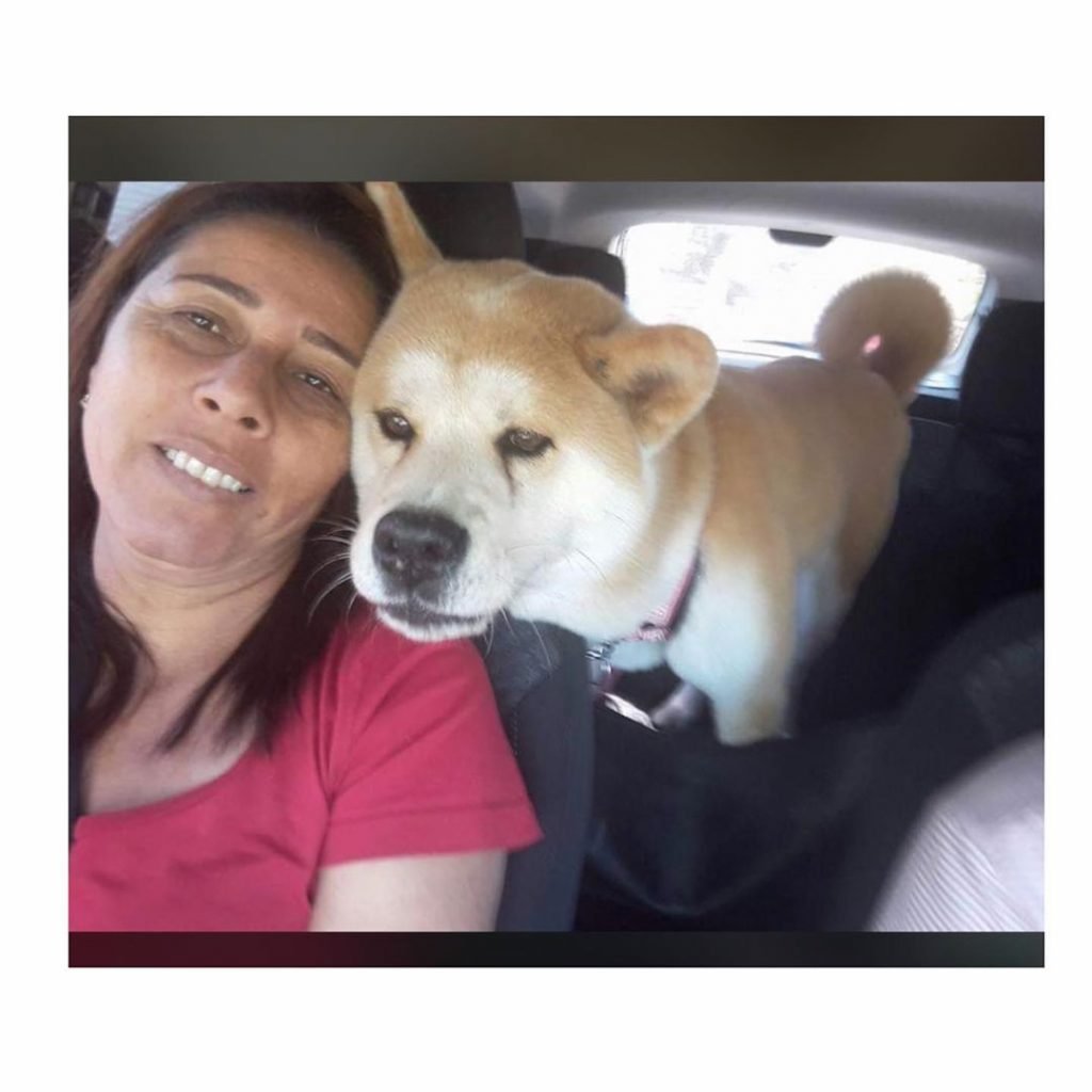 akita fazendo carinho