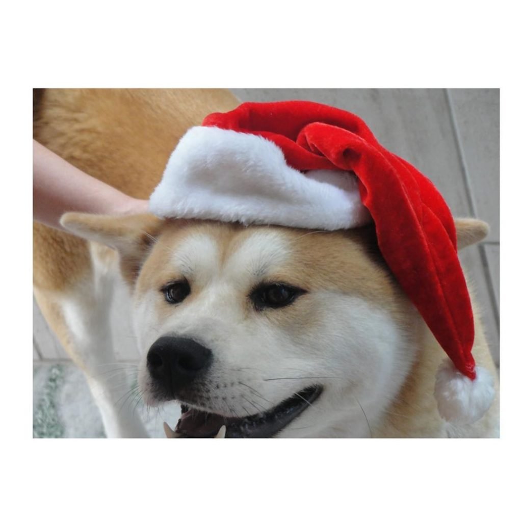 akita