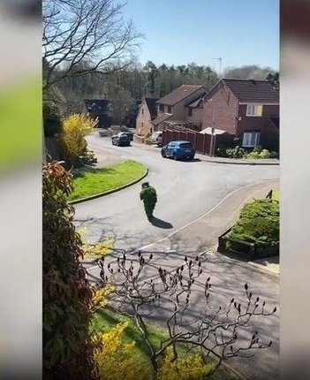 homem foge da quarentena vestido de arbusto