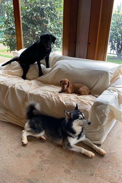 Cachorros Akira, Picorrucha e Link