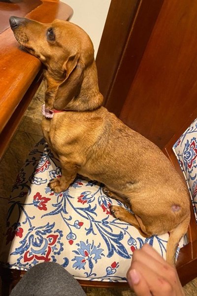 Cadela Picorrucha