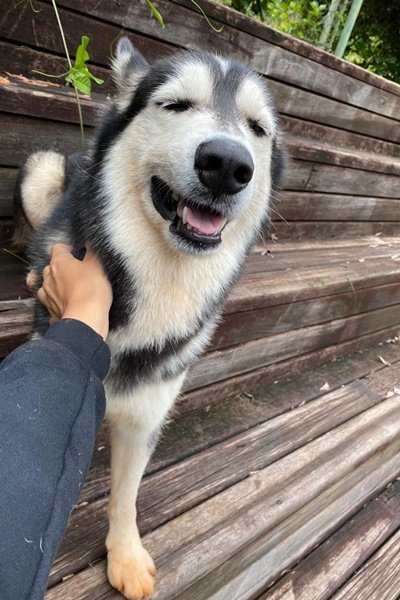 Husky Link