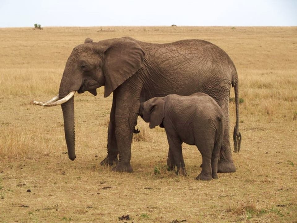 Elefante pequeno mama em uma elefante maior