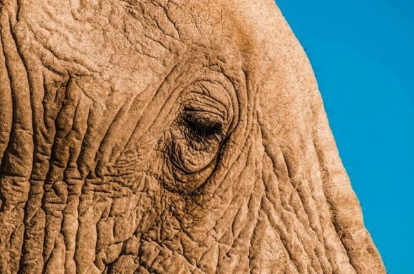 Foco no olho de um elefante