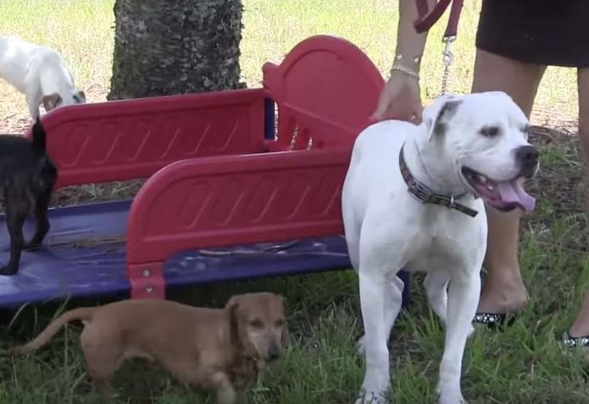 cachorro resgatado em estrada