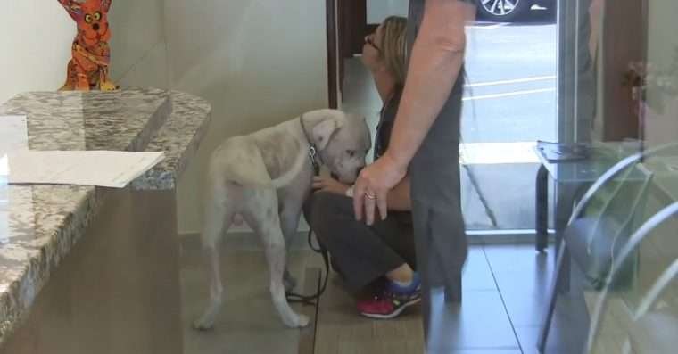 cachorro resgatado em estrada