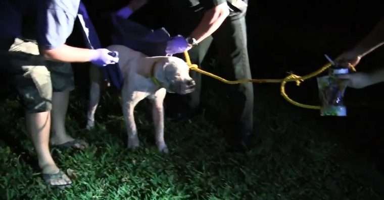 cachorro resgatado em estrada