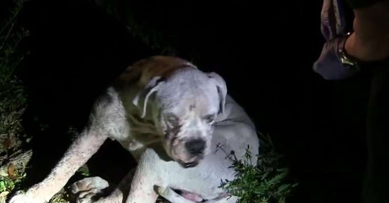 cachorro resgatado em estrada