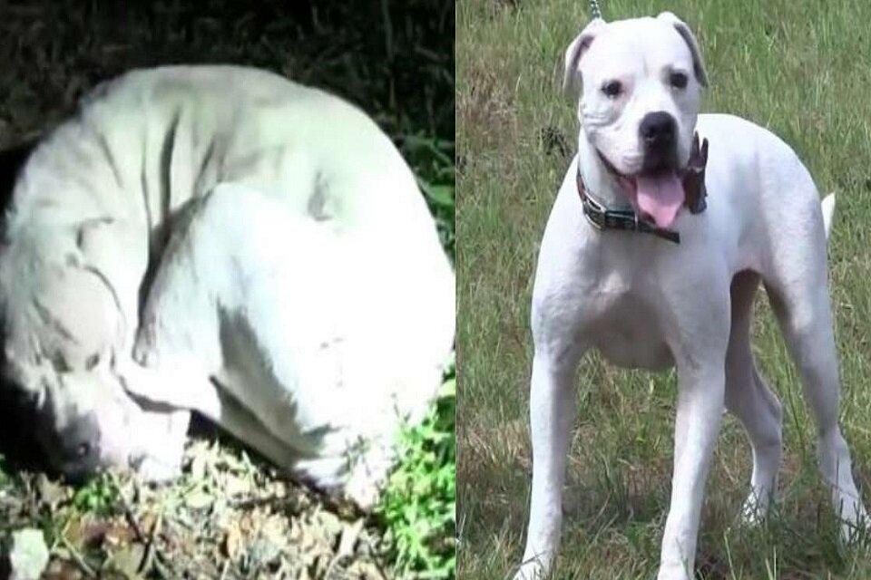 cachorro resgatado em estrada