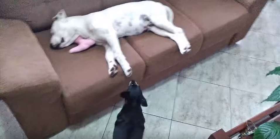 Cachorro dorme em carro