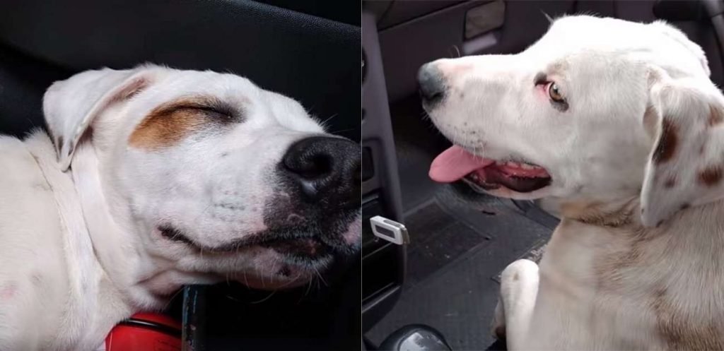 Cachorro dorme em carro