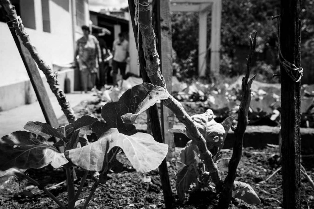 horta do Centro de Referencia em Saude Mental