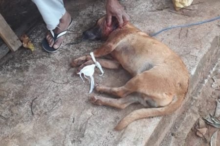 Cachorro é resgatado após dono tirar nódulo do pescoço com faca