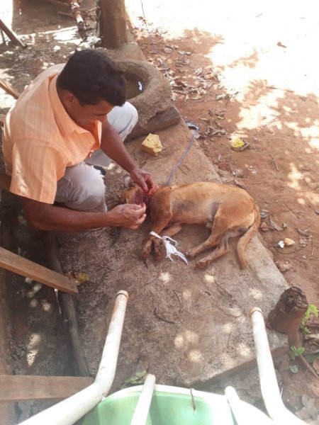 Cachorro é resgatado após dono tirar nódulo do pescoço com faca
