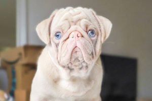 Cachorro da raça pug albino pets