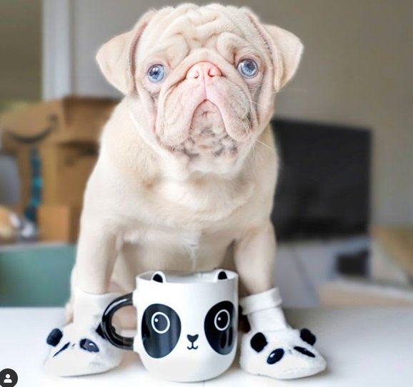Cachorro da raça pug albino pets