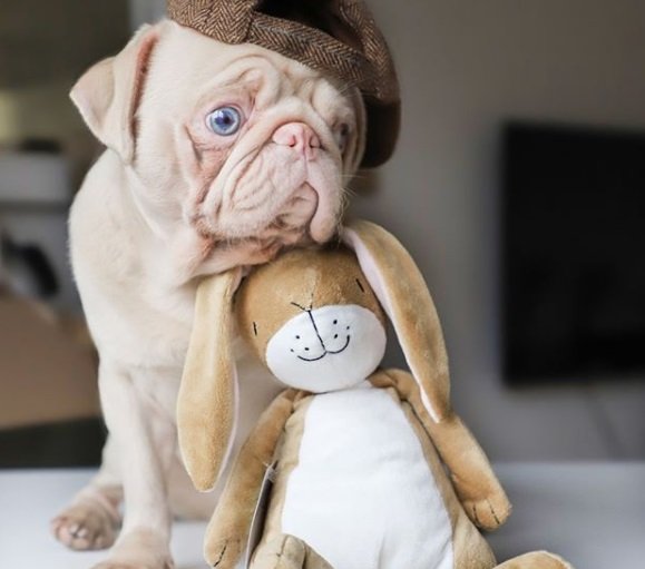Cachorro da raça pug albino pets