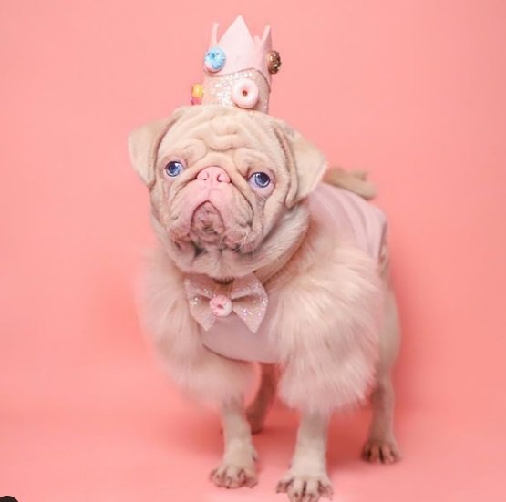 Cachorro da raça pug albino pets