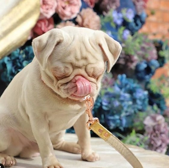 Cachorro da raça pug albino pets