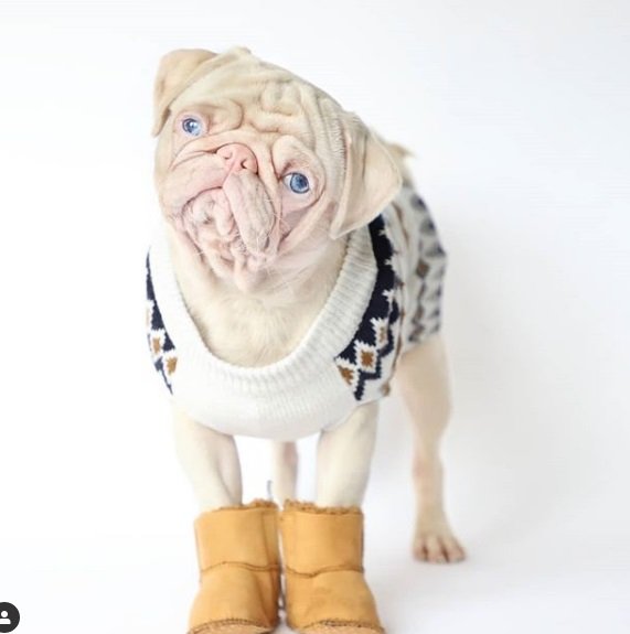Cachorro da raça pug albino pets