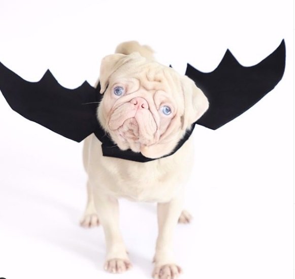 Cachorro da raça pug albino pets