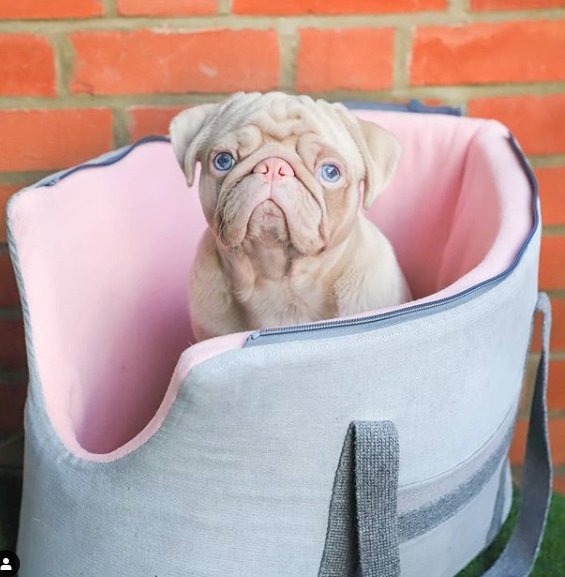 Cachorro da raça pug albino pets