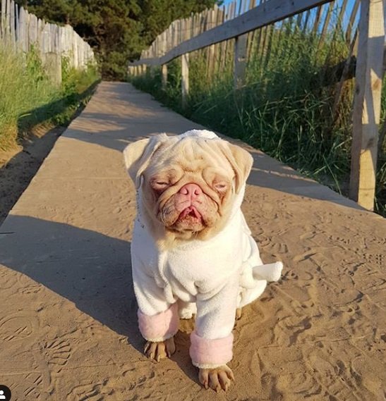Cachorro da raça pug albino pets