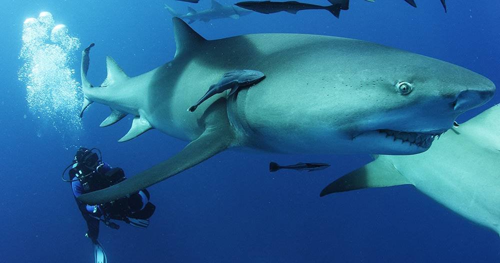 Sharkwater Extinction (2018)
