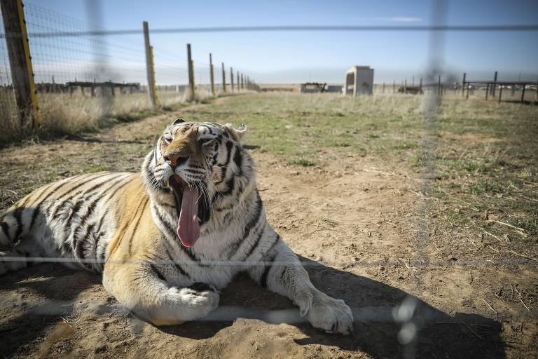 A-Máfia-dos-Tigres-Minissérie