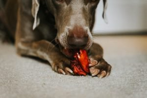 cachorro comendo pets