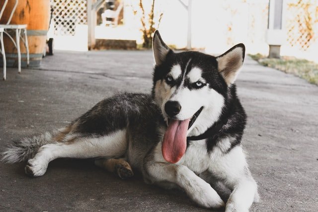 Husky