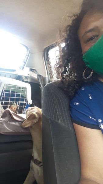 DF: com menos doações, protetores de animais fazem dívidas para se manter