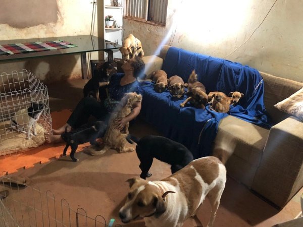 cachorros em uma sala e em cima do sofá