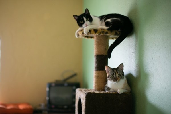 dois gatos em brinquedo