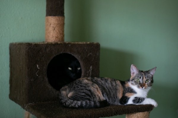 dois gatos em brinquedo