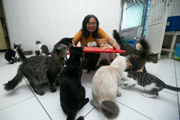 protetora de animais com gatos