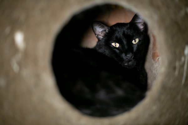 gato em brinquedo