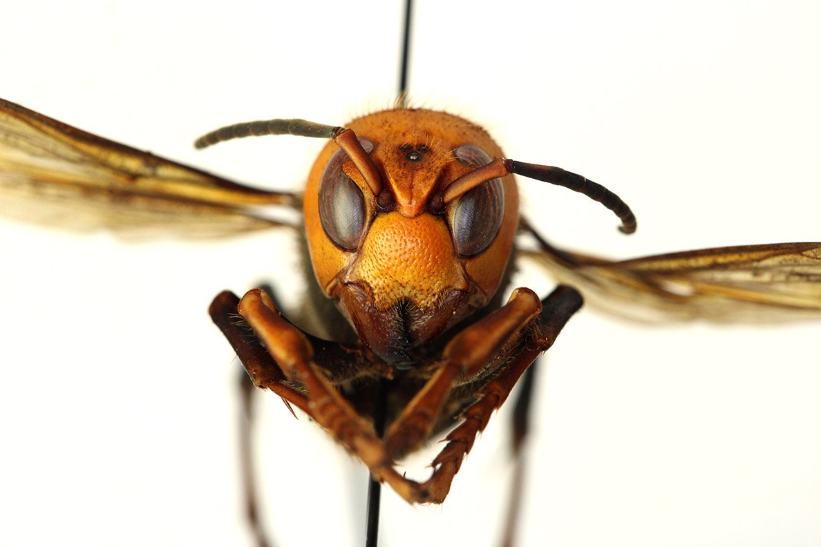 A vespa gigante asiática, a maior espécie de vespa do mundo, foi encontrada no final do ano passado no noroeste de Washington.
