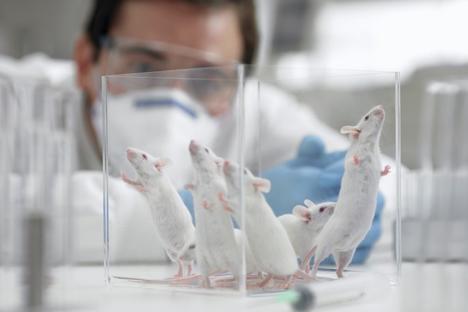 Cientista olhando para ratos de laboratório
