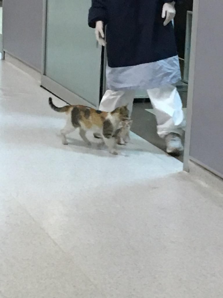 Gatinha leva filhote para hospital pets