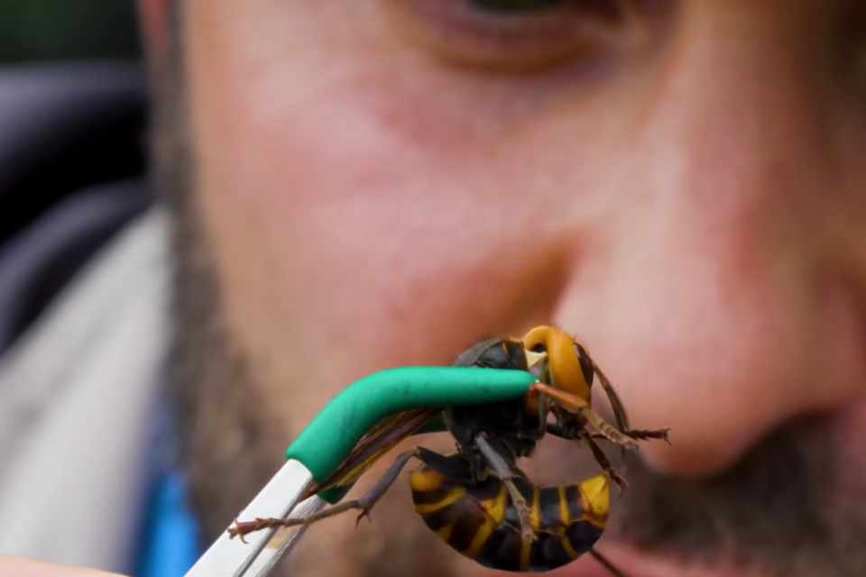 Apresentador entra em desespero ao ser picado por vespa asiática ...
