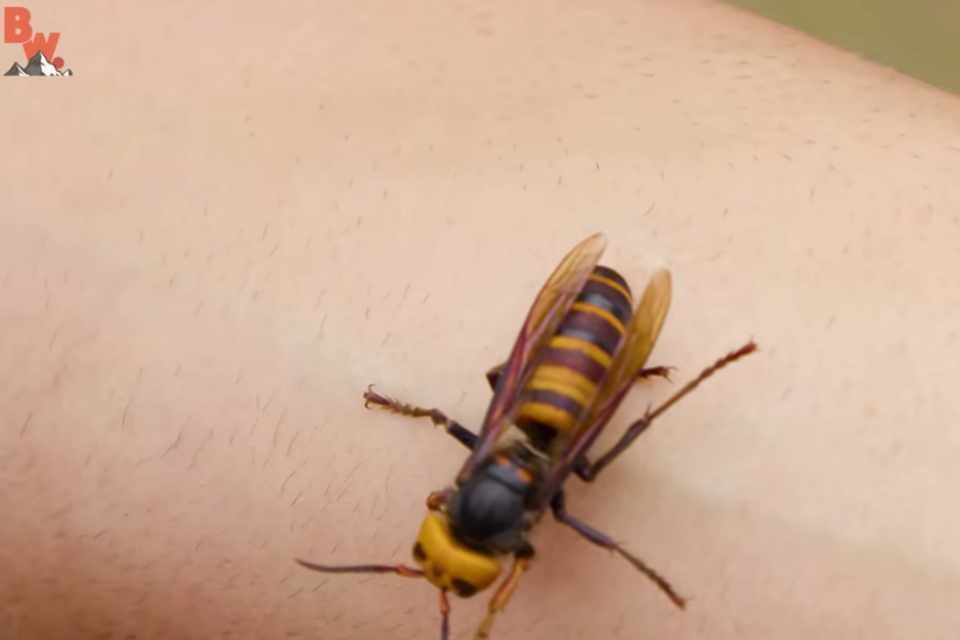 Vespa Assassina