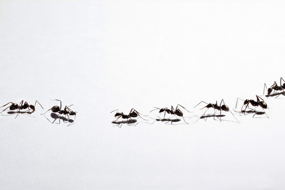 rastro de formigas
